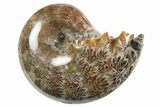 Polished Ammonite (Phylloceras) Fossil - Madagascar #297090-1